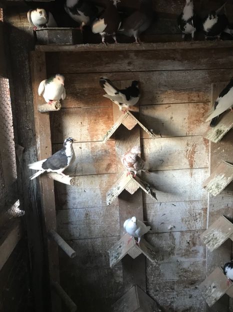 DEA9EBCC-548A-4BC1-A224-EF73DCE2245B - galareni