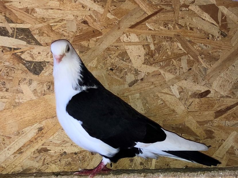 1464  femelă  căzătoare  2016 - Plecați ALBUM 3