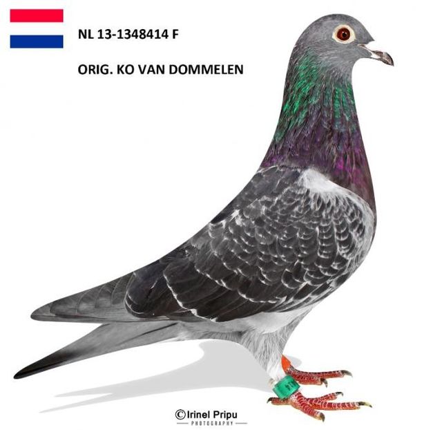 NL 13-1348414 Femela - KO VAN DOMMELEN