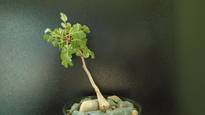 Pachycormus discolor - Caudiciforme si bulbi 2019 bis