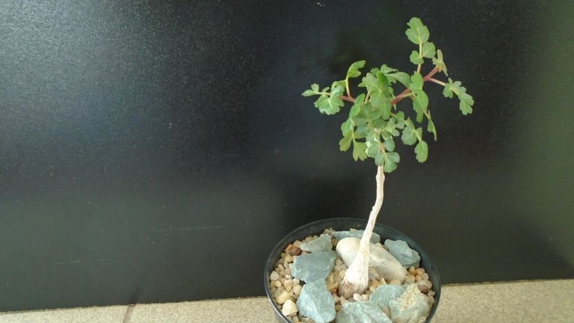 Pachycormus discolor - Caudiciforme si bulbi 2019 bis