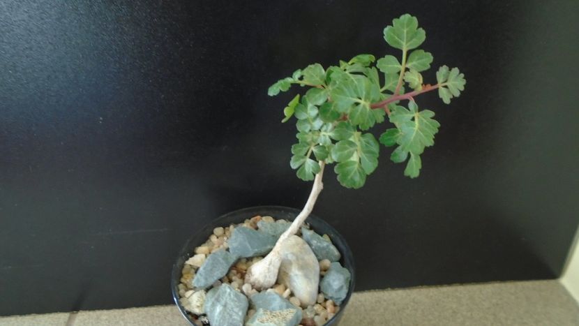 Pachycormus discolor - Caudiciforme si bulbi 2019 bis