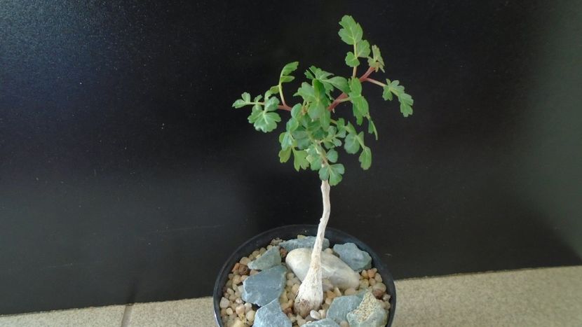 Pachycormus discolor - Caudiciforme si bulbi 2019 bis