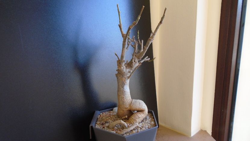 Adansonia digitata (Baobab) - Caudiciforme si bulbi 2019 bis