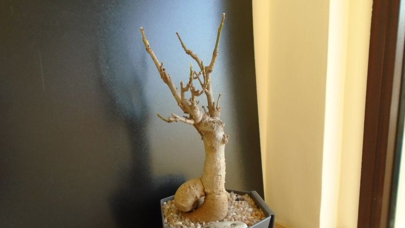 Adansonia digitata (Baobab) - Caudiciforme si bulbi 2019 bis