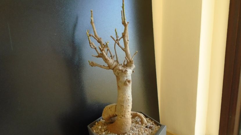 Adansonia digitata (Baobab) - Caudiciforme si bulbi 2019 bis