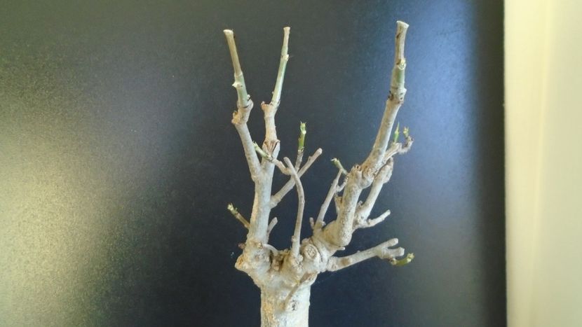 Adansonia digitata (Baobab) - Caudiciforme si bulbi 2019 bis