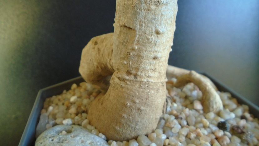 Adansonia digitata (Baobab) - Caudiciforme si bulbi 2019 bis