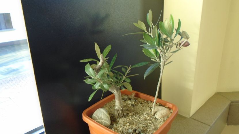 Maslini - Bonsai si prebonsai 2018-2020