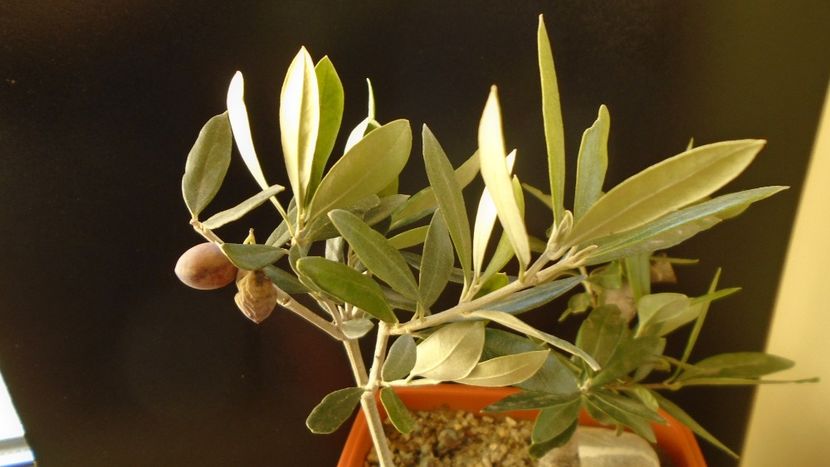 Maslini - Bonsai si prebonsai 2018-2020