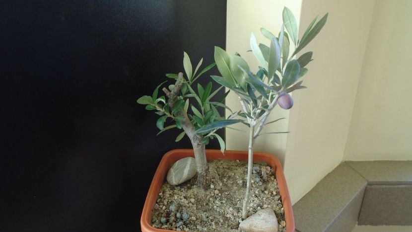 Maslini - Bonsai si prebonsai 2018-2020