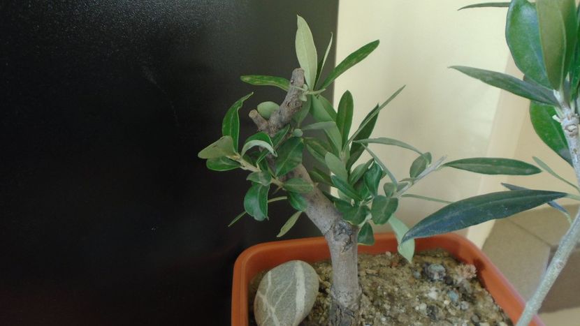 Maslini - Bonsai si prebonsai 2018-2020