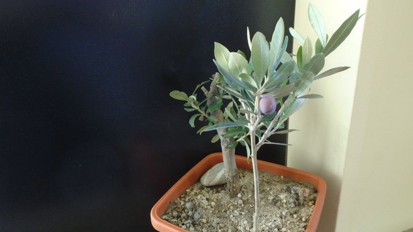 Maslini - Bonsai si prebonsai 2018-2020