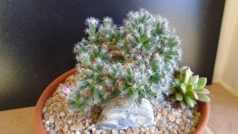 Trichodiadema densum, boboc - Caudiciforme si bulbi 2019 bis