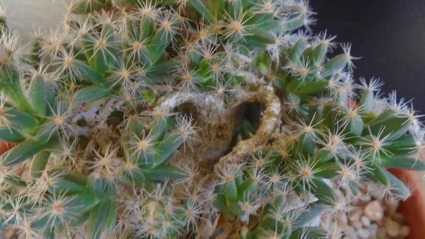 Trichodiadema densum, boboc - Caudiciforme si bulbi 2019 bis