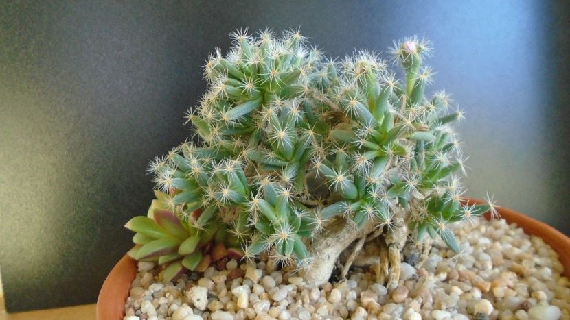 Trichodiadema densum, boboci - Suculente 2019