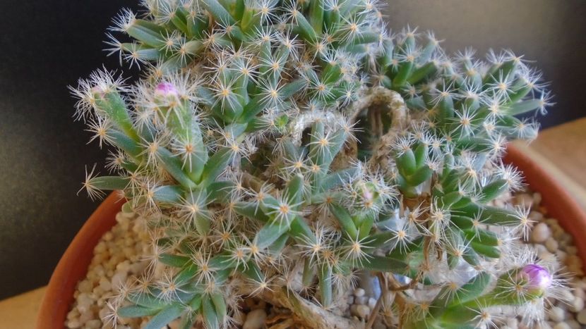 Trichodiadema densum, boboci - Suculente 2019