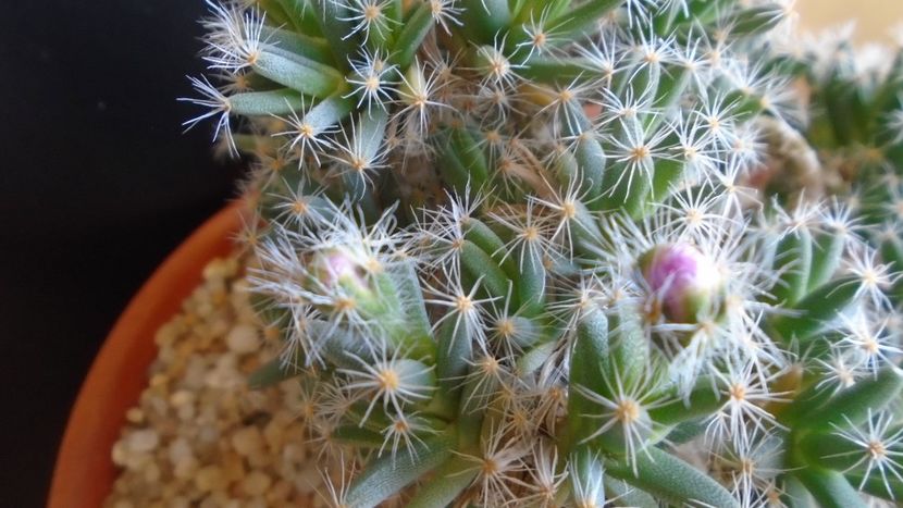 Trichodiadema densum, boboci - Suculente 2019