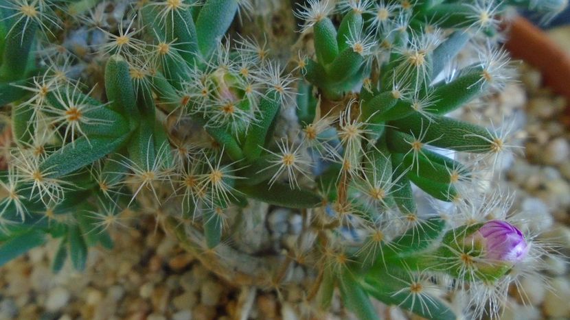 Trichodiadema densum, boboci - Suculente 2019