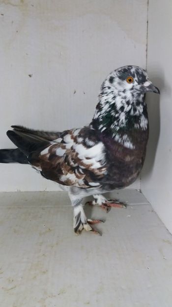 F2019 - Por ornament