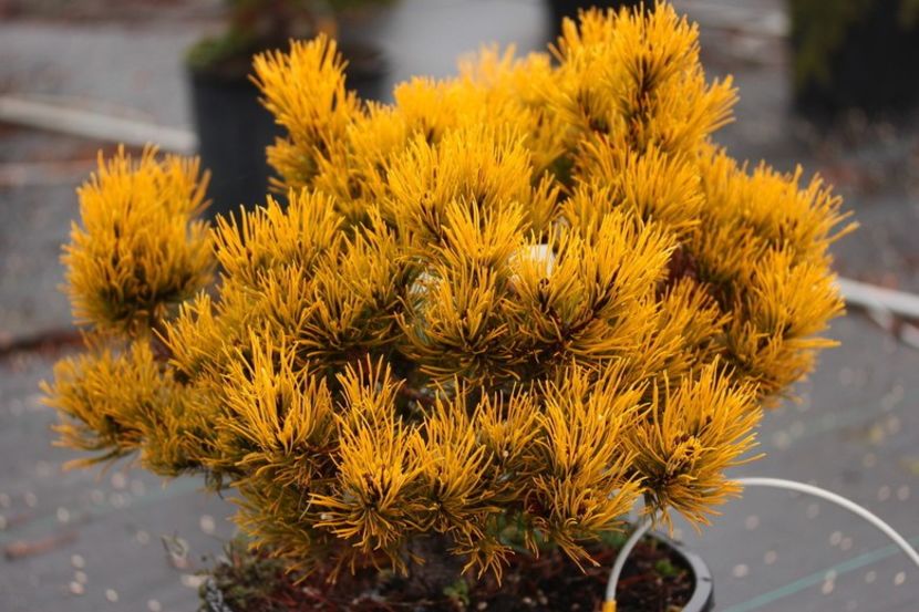 Pinus mugo Carsten Wintergold - a Comenzi plante copaci 2020