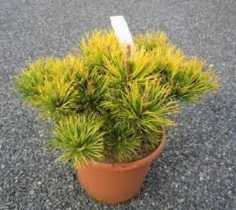 Pinus mugo Carsten Wintergold - a Comenzi plante copaci 2020