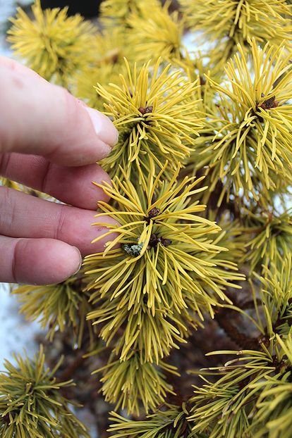 pinus-mugo-carstens-wintergold-fingers - a Comenzi plante copaci 2020