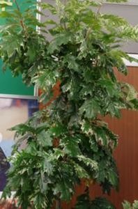 Quercus rubra Wolfsdonks Pride - a Comenzi plante copaci 2020