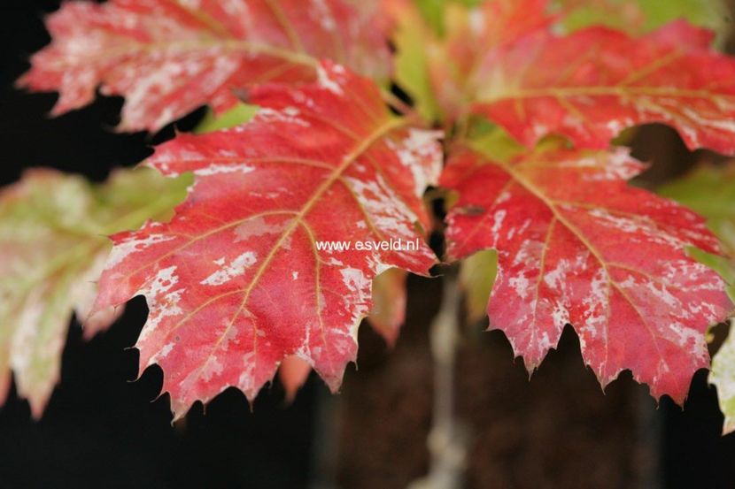 Quercus-rubra-Wolfsdonks-Pride - a Comenzi plante copaci 2020