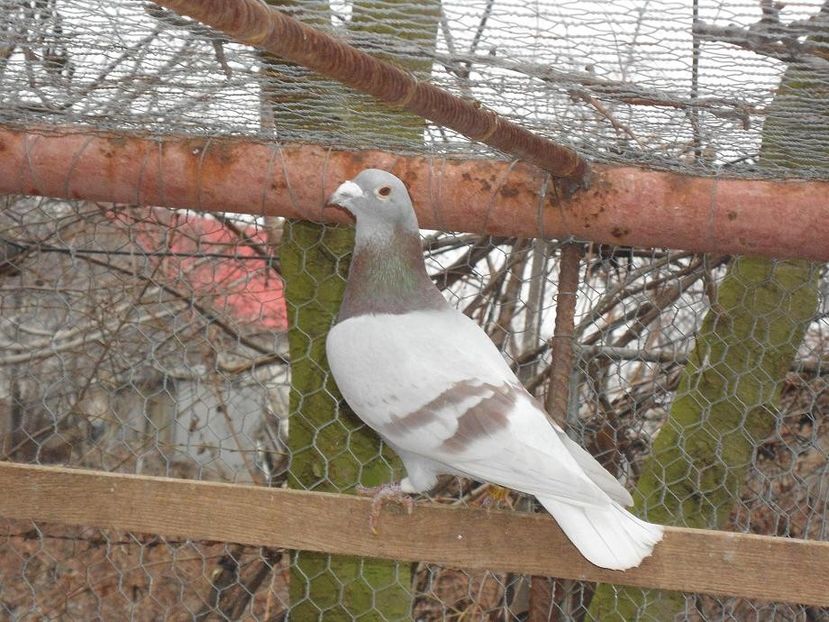 NL 09-1060949 - JAN THEELEN