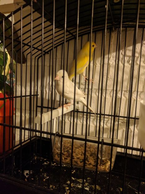  - 00 Canari 2019