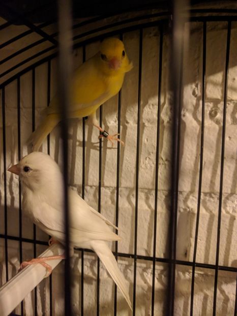  - 00 Canari 2019