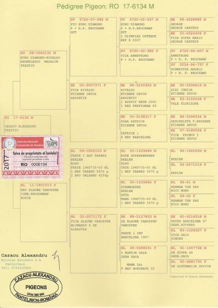 PEDIGREE RO 6134-17 M - Masculi aflati la matca