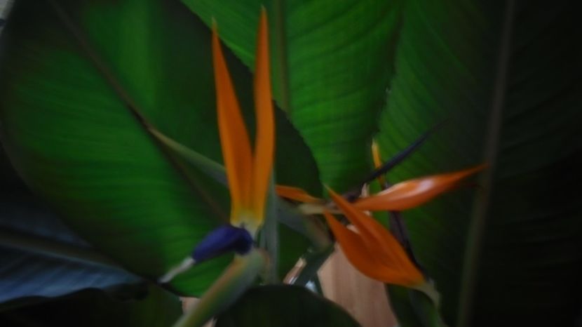 28 decembrie, ultima tija,stanga - Stelute