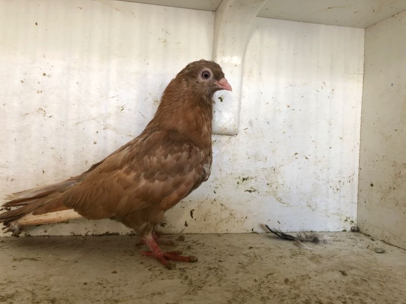 619816 - 2-lot zbor pana simpla 2019