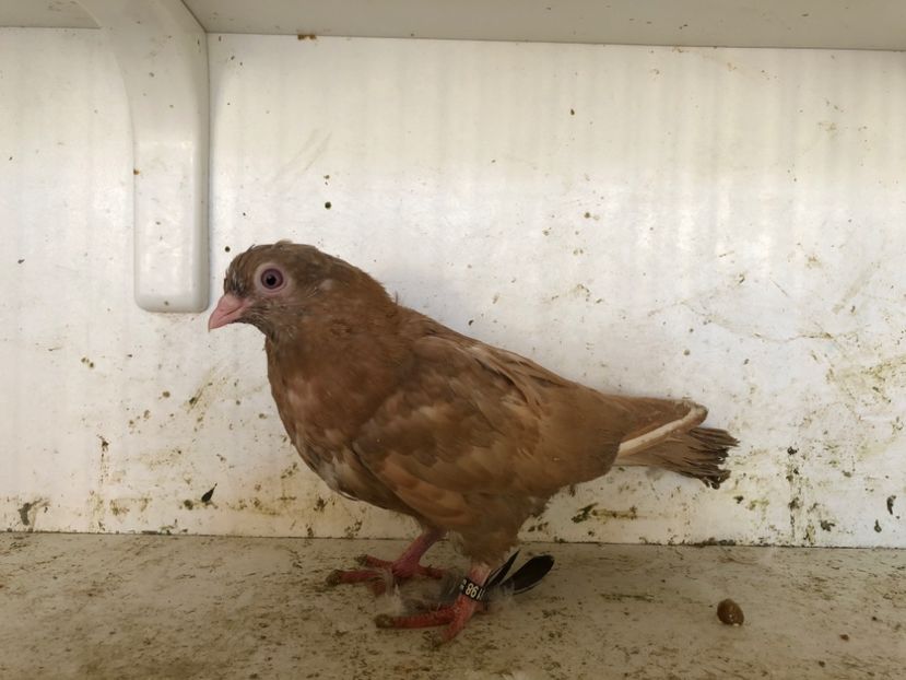  - 2-lot zbor pana simpla 2019