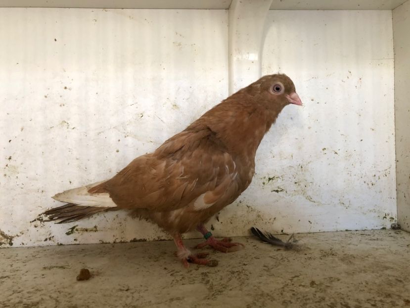 1105219 - 2-lot zbor pana simpla 2019