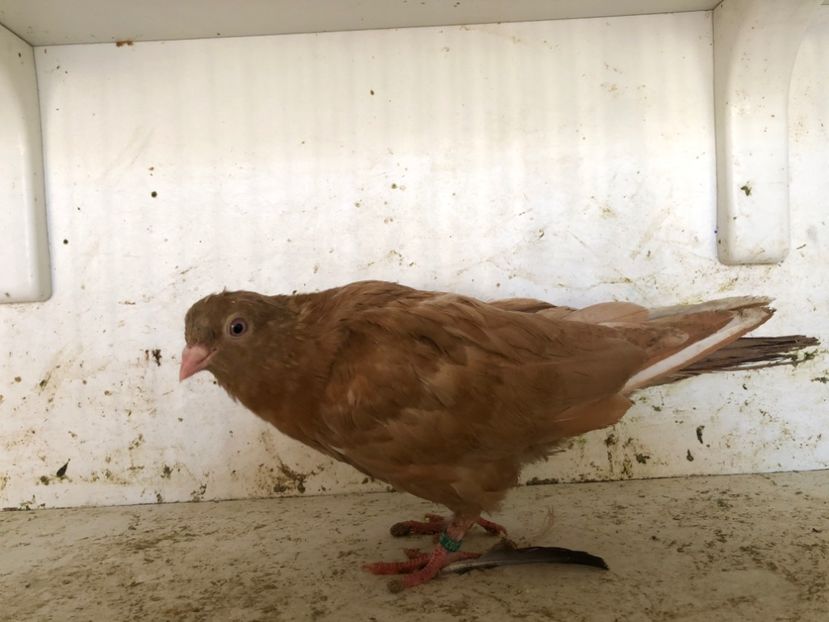  - 2-lot zbor pana simpla 2019