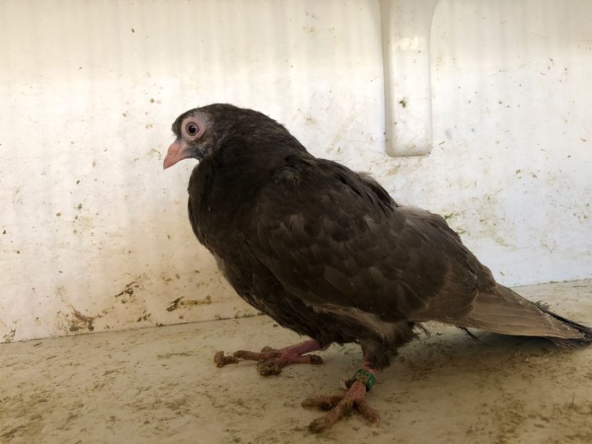  - 2-lot zbor pana simpla 2019