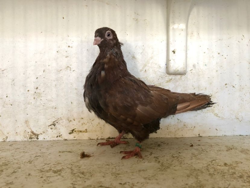 1105119 - 2-lot zbor pana simpla 2019