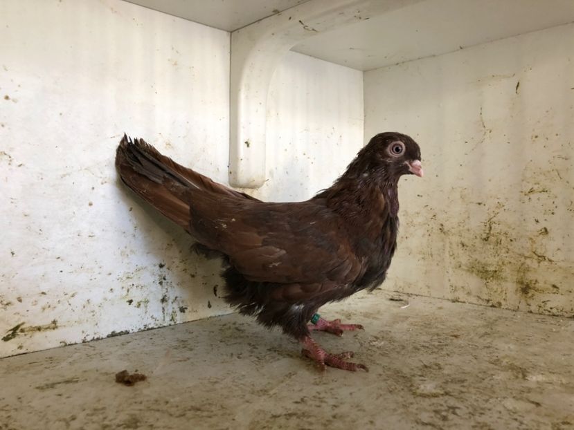  - 2-lot zbor pana simpla 2019