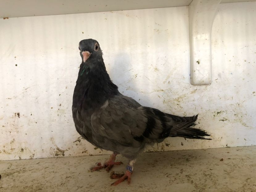  - 2-lot zbor pana simpla 2019