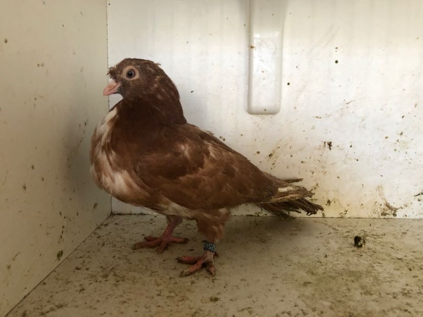 1625418 - 2-lot zbor pana simpla 2019