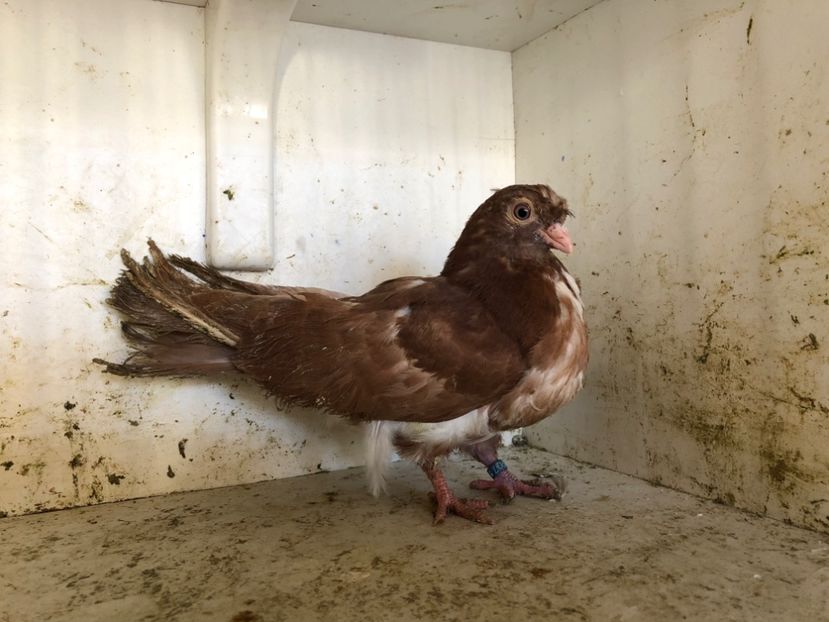  - 2-lot zbor pana simpla 2019