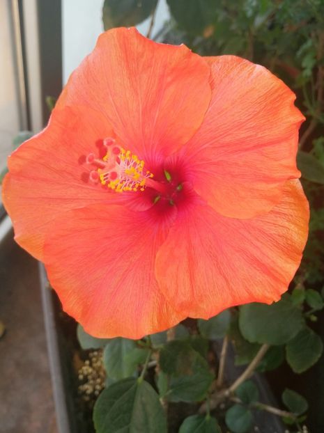  - Hibiscus