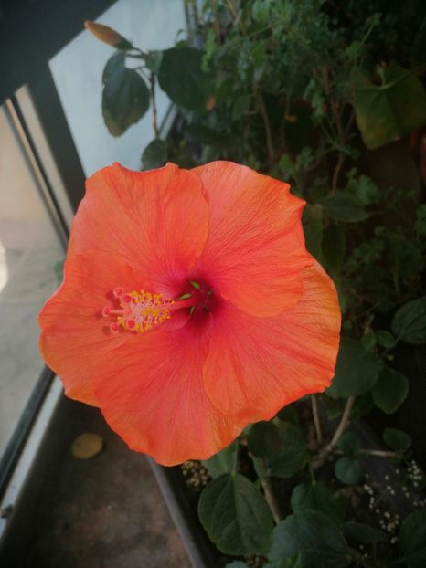  - Hibiscus