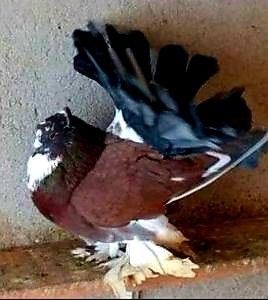  - Voltati indieni matca 2020