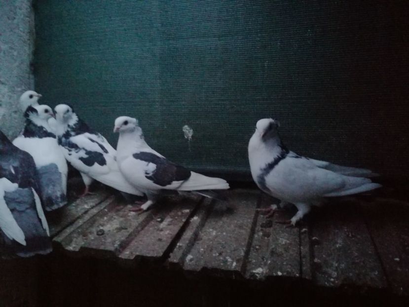  - Voliera de la țară!