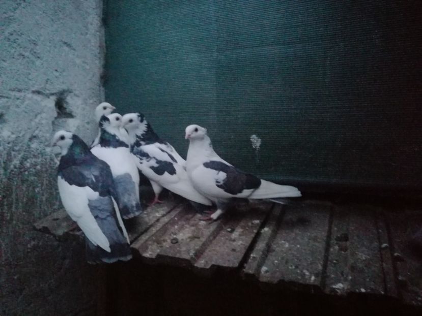  - Voliera de la țară!