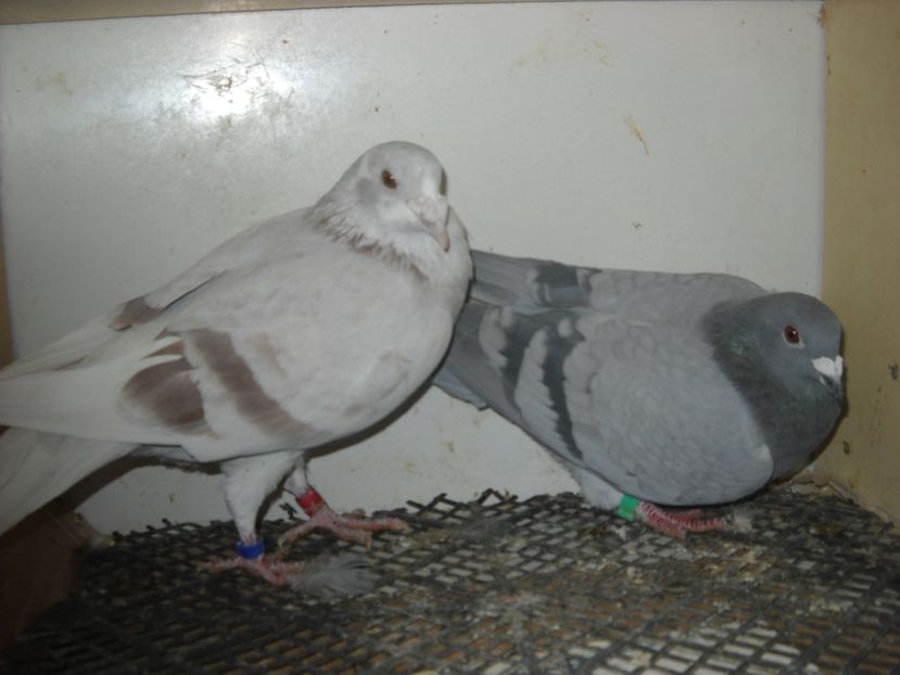  - PORUMBEI VANDUTI 2